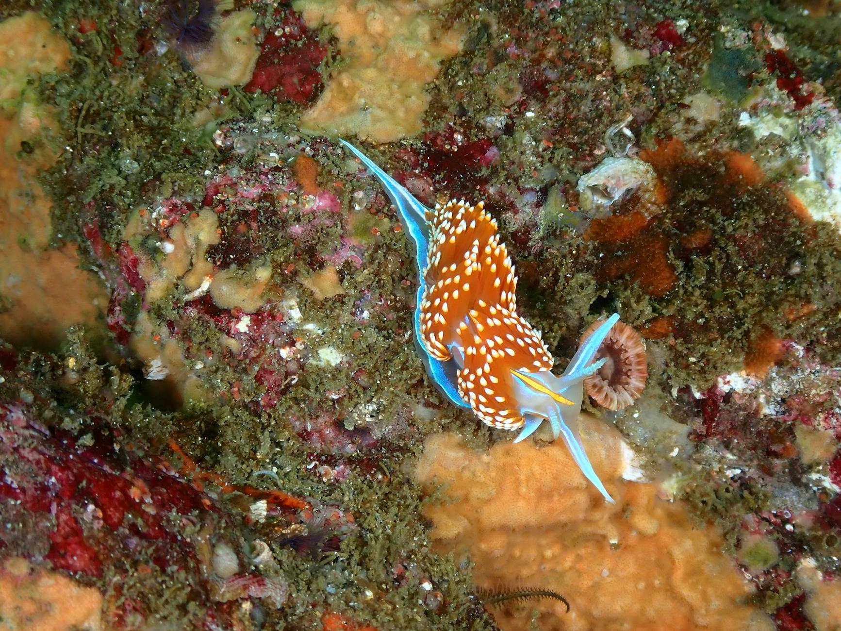 Song Lyrics: The Pressure Made a Kingdom ~ Indie Pop / Alt-Pop ~ August 10, 2025